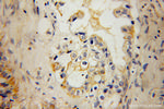 KCNF1 Antibody in Immunohistochemistry (Paraffin) (IHC (P))
