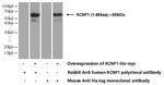 KCNF1 Antibody in Western Blot (WB)