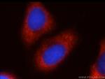 FXR1 Antibody in Immunocytochemistry (ICC/IF)