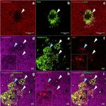 Phospho-Tau (Ser202, Thr205) Antibody in Immunohistochemistry (IHC)