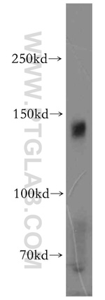 AXL Antibody in Western Blot (WB)