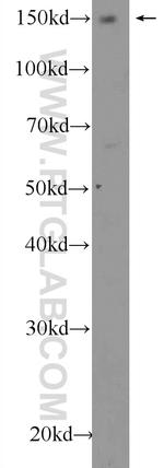 AFF4 Antibody in Western Blot (WB)