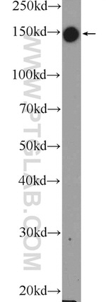 AFF4 Antibody in Western Blot (WB)