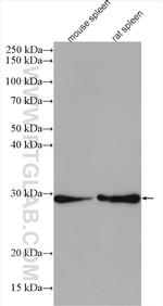 CA1 Antibody in Western Blot (WB)