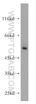 RORC Antibody in Western Blot (WB)