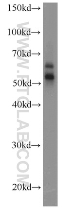 RORC Antibody in Western Blot (WB)