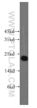PPP3R1 Antibody in Western Blot (WB)