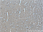 PPP3R1 Antibody in Immunohistochemistry (Paraffin) (IHC (P))