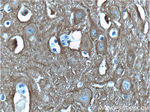 PPP3R1 Antibody in Immunohistochemistry (Paraffin) (IHC (P))
