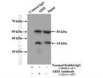 ARH Antibody in Immunoprecipitation (IP)