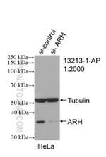 ARH Antibody in Western Blot (WB)