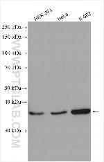 ARH Antibody in Western Blot (WB)