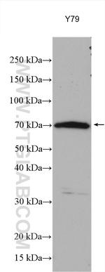 RPGRIP1 Antibody in Western Blot (WB)