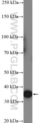 RFPL1/2/3 Antibody in Western Blot (WB)