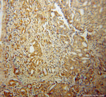 GBP5 Antibody in Immunohistochemistry (Paraffin) (IHC (P))