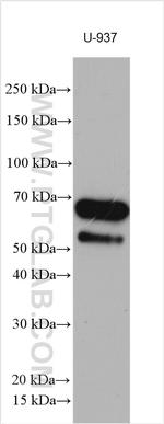 GBP5 Antibody in Western Blot (WB)