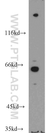 GBP5 Antibody in Western Blot (WB)