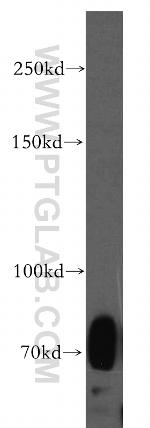 SIGLEC5 Antibody in Western Blot (WB)