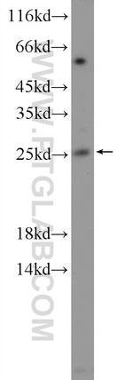 NMNAT3 Antibody in Western Blot (WB)