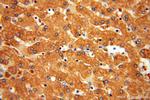 DPYS Antibody in Immunohistochemistry (Paraffin) (IHC (P))