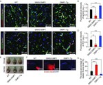 ZO-1 Antibody in Immunohistochemistry (IHC)