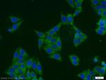 SCRN3 Antibody in Immunocytochemistry (ICC/IF)
