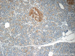 SCRN3 Antibody in Immunohistochemistry (Paraffin) (IHC (P))