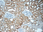SCRN3 Antibody in Immunohistochemistry (Paraffin) (IHC (P))