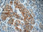 SCRN3 Antibody in Immunohistochemistry (Paraffin) (IHC (P))