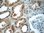 SCRN3 Antibody in Immunohistochemistry (Paraffin) (IHC (P))