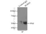 SCRN3 Antibody in Immunoprecipitation (IP)