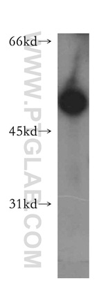 SCRN3 Antibody in Western Blot (WB)