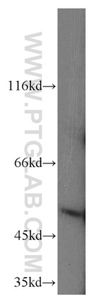 SCRN3 Antibody in Western Blot (WB)