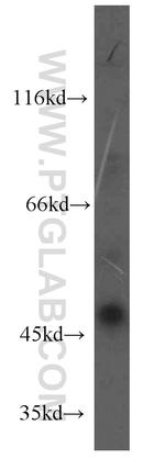SCRN3 Antibody in Western Blot (WB)