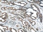 CYP1A1 Antibody in Immunohistochemistry (Paraffin) (IHC (P))
