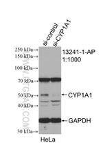 CYP1A1 Antibody in Western Blot (WB)