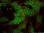 NBPF1 Antibody in Immunocytochemistry (ICC/IF)