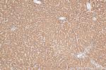 NBPF1 Antibody in Immunohistochemistry (Paraffin) (IHC (P))