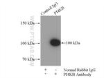 PI4KB Antibody in Immunoprecipitation (IP)
