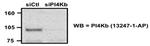 PI4KB Antibody in Western Blot (WB)