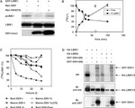 c-Myc Antibody in Western Blot (WB)