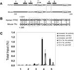 c-Myc Antibody in ChIP Assay (ChIP)