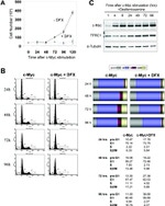 c-Myc Antibody in Western Blot (WB)