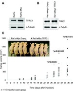 c-Myc Antibody in Western Blot (WB)
