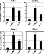 c-Myc Antibody in ChIP Assay (ChIP)