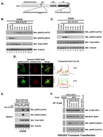 c-Myc Antibody in Western Blot (WB)