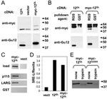 c-Myc Antibody in Western Blot (WB)