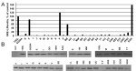 c-Myc Antibody in Western Blot (WB)