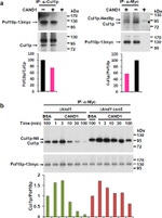 c-Myc Antibody in Western Blot (WB)