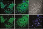 c-Myc Antibody in Immunocytochemistry (ICC/IF)